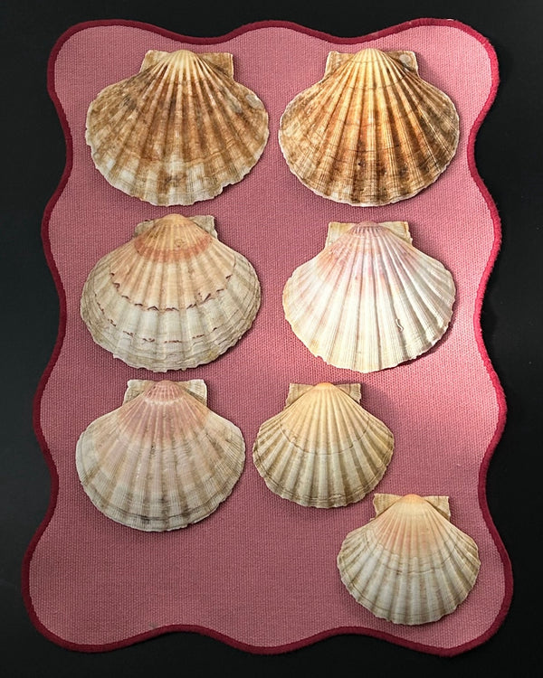 Set of Serving Shells